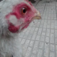 جوجه خروس لاری