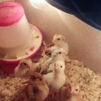 جوجه لاری۶تا تخم لاری ۶عددتازه نطفه دار ازنژاد ترک