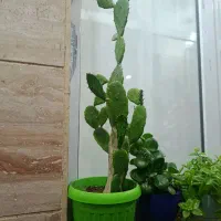 گل با گلدان