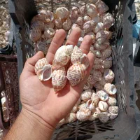صدف|ماهی|شیراز, کوشک میدان|دیوار