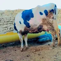 گاو|حیوانات مزرعه|سراوان, |دیوار