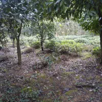 زمین کشاورزی مناسب برای گلخانه|فروش زمین و ملک کلنگی|واجارگاه, |دیوار