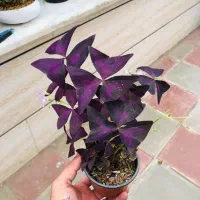 فروش گل و گیاه زینتی و آپارتمانی