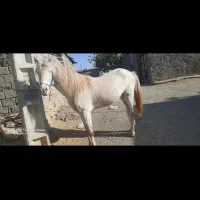 اسب یوغه|اسب و تجهیزات اسبسواری|خاو و میرآباد, |دیوار