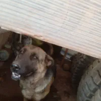 واگزاری دوعدد ژرمن ماده|سگ|سبزوار, شرق کال عیدگاه|دیوار