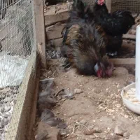 خروس و اردک اسراییلی|حیوانات مزرعه|رشت, بیجارپس|دیوار