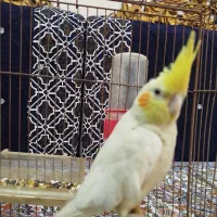 لاعروس پاریس