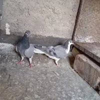 کفتر دمگیر مفلق و ماده خرقه زرد