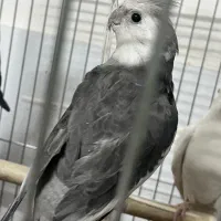 عروس هلندی|پرنده|ری, دولت‌آباد|دیوار