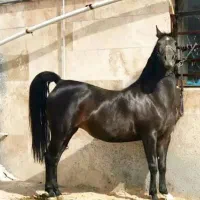 فروش مادیان کرد به رنگ سفید  با کره