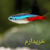 تترا نئون،کاردینال