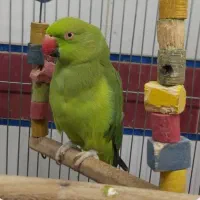 طوطی ملنگو ماده گمشده