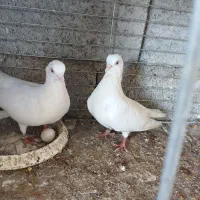 سفید درجایی|پرنده|میناب, |دیوار