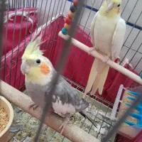 عروس هلندی نروماده|پرنده|اصفهان, مارچین|دیوار