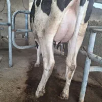 گاو گوساله تلیسه