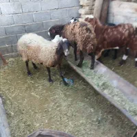 بره میش بز|حیوانات مزرعه|خنداب, |دیوار