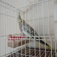 عروس مرواریدی نره|پرنده|شوشتر, |دیوار