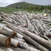 خریدار درخت خشک