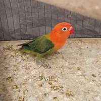اوپلاین گرین