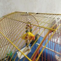 طوطی برزیلی