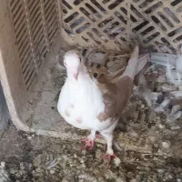 ۵ عدد کفتر سرحال|پرنده|شاهین‌شهر, گرگاب|دیوار