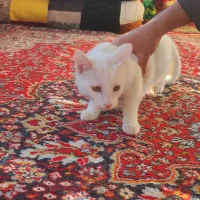 گربه سفید|گربه|سیاهکل, |دیوار