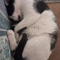 واگذاری گربه|گربه|زنجان, |دیوار