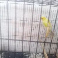 قناری ماده رسمی بلند