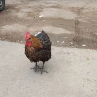 مرغ تخمگذار یک عدد