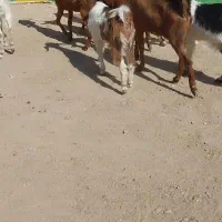 بزغاله ماده بزرگ و کولار چاق وسرحال|حیوانات مزرعه|کاشمر, |دیوار