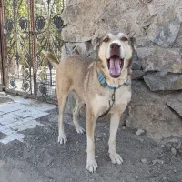سگ ماده سرابی|سگ|قم, شاه ابراهیم|دیوار