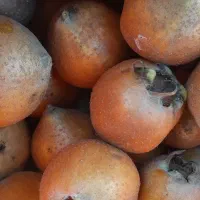 به و ازگیل|خوردنی و آشامیدنی|منجیل, |دیوار