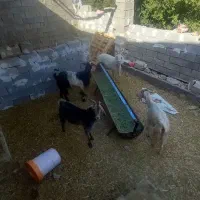 بز خوب|حیوانات مزرعه|رامهرمز, |دیوار