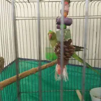 جوجه ملنگو نر|پرنده|قم, نیروگاه|دیوار