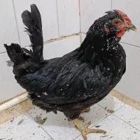 1عدد مرغ کوشین|حیوانات مزرعه|تهران, آهنگران (سراسیاب دولاب)|دیوار