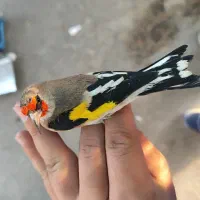 پرنده قفسی|پرنده|همدان, |دیوار