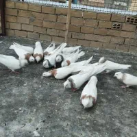 کبوتر|پرنده|ایلام, |دیوار