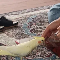 عروس هلندی فراری