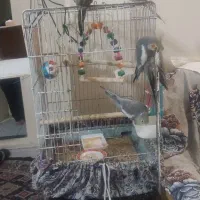 مخلوق زیبا|پرنده|تهران, دانشگاه شریف|دیوار