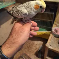 عروس هلندی ماده|پرنده|جونقان, |دیوار