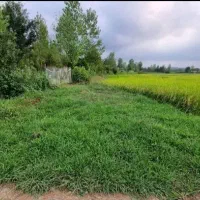 زمین مسکونی 700 متری شفت|فروش زمین و ملک کلنگی|رشت, لاکانی|دیوار