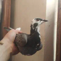 جانسون جوجه