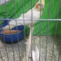 عروس هلندی جفت درجه یک