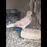 جوجه سرخ دمسفید کاکل|پرنده|سراوان, |دیوار