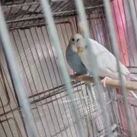 مرغ عشق نر
