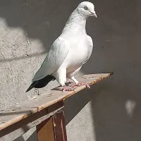 کفتر دم سیاه