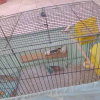 فنچ تخم گذار|پرنده|الیگودرز, |دیوار