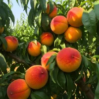 عرضه مستقیم نهال آلبـالـو اصلاح‌شده|خدمات باغبانی و درختکاری|فسا, |دیوار