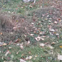 سگ سرابی گله ای و نگهبانی|سگ|فیرورق, |دیوار