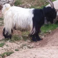 دوبور اخته سناتوری جلو رو گله